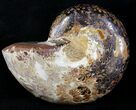 Sliced Phylloceras Ammonite (Half) - #23199-1